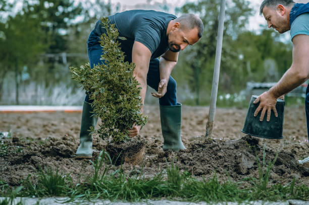 The Steps Involved in Our Tree Care Process in Boswell, PA